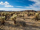 Joshua Tree 013